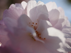 八重桜