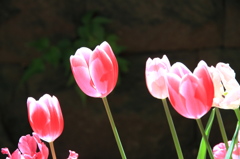 チューリップの国