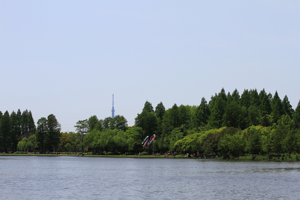 新緑の公園