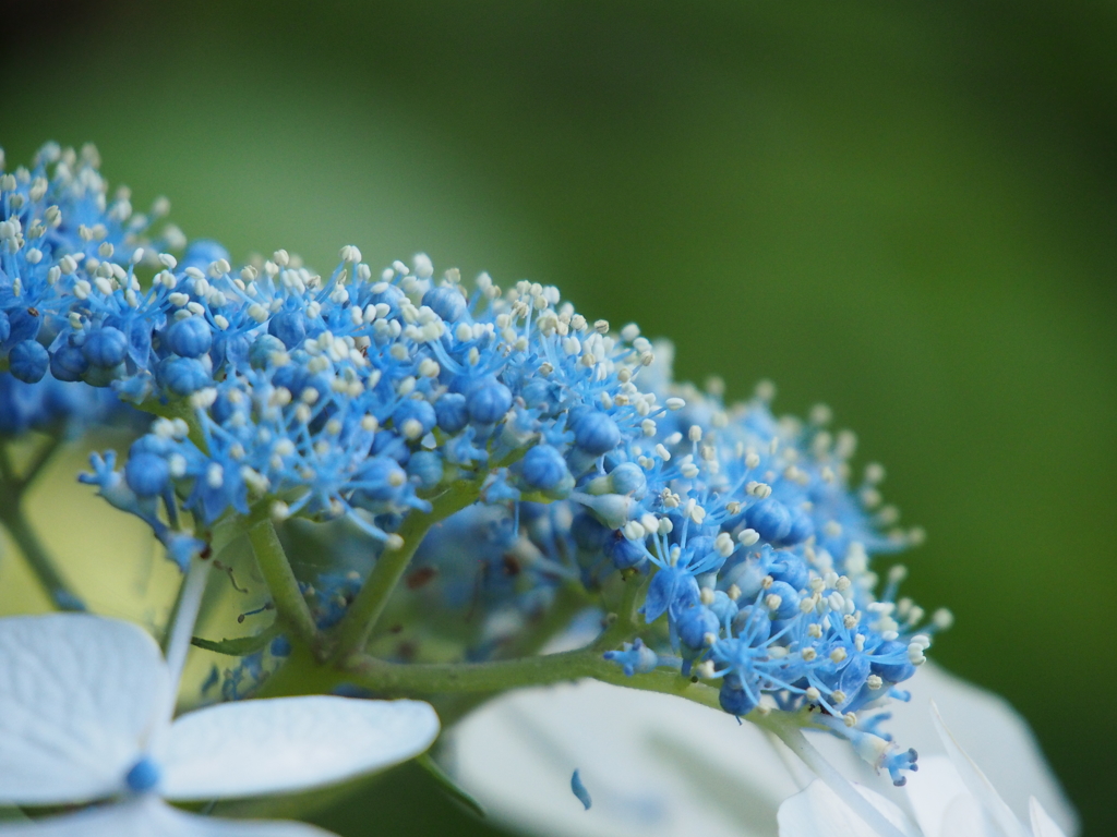 紫陽花