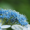 紫陽花