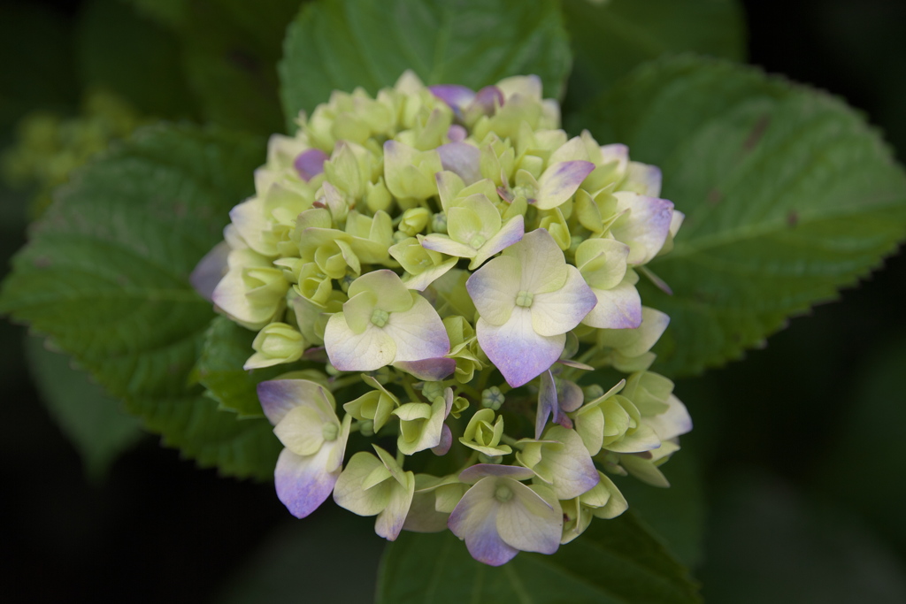 そろそろ紫陽花