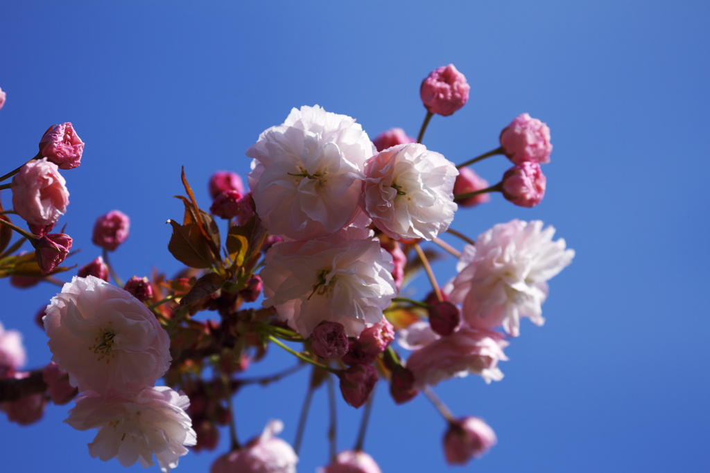 八重の桜