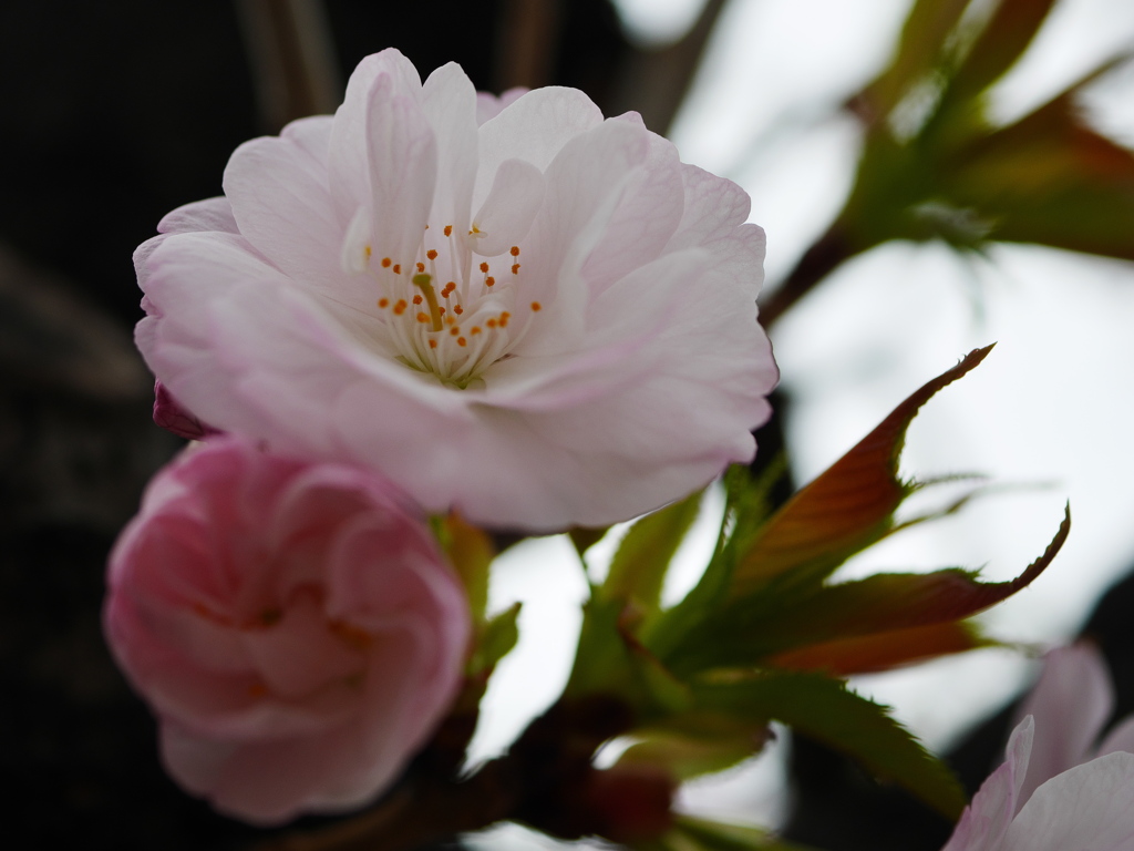 八重桜