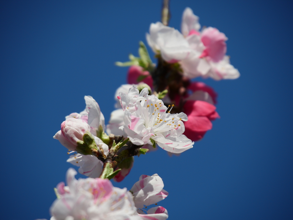 花桃