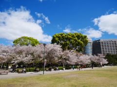 鶴舞公園の桜