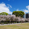 鶴舞公園の桜