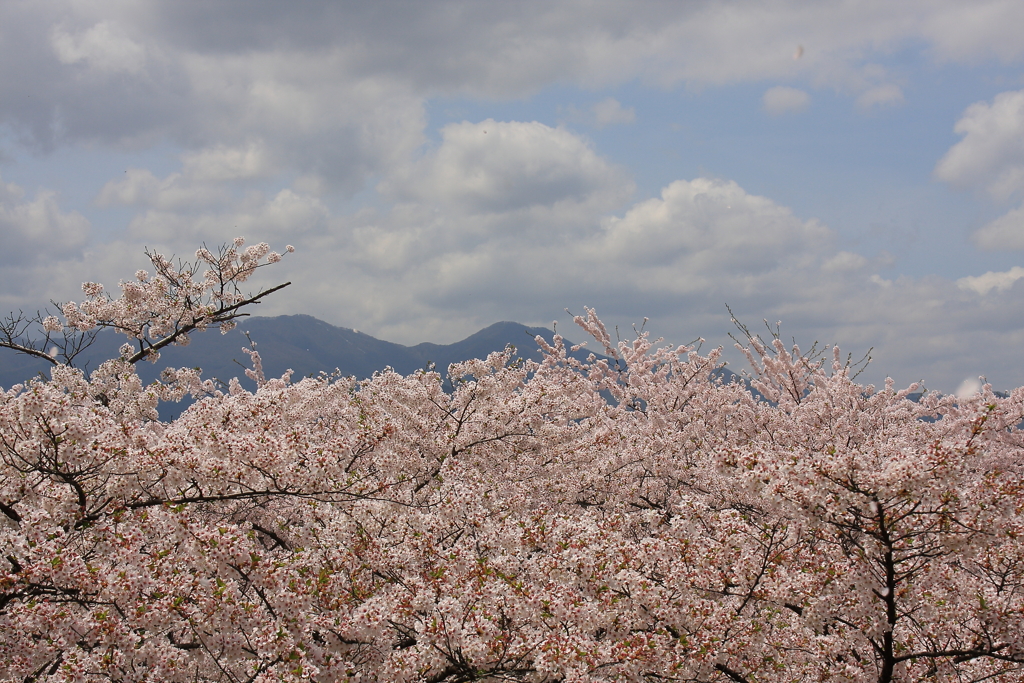 盛岡城跡公園の桜