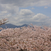 盛岡城跡公園の桜