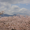 盛岡城跡公園の桜