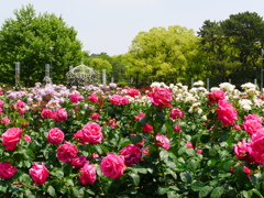 満開の薔薇園
