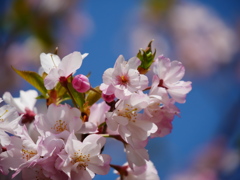 今シーズン最後の桜