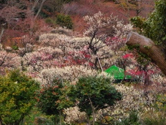 熱海梅園