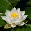 睡蓮の花