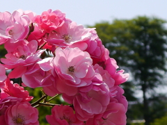 芝公園の春薔薇（’１３）