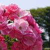 芝公園の春薔薇（’１３）