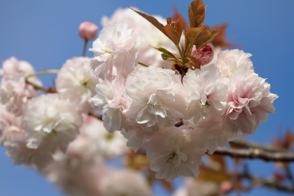 八重の桜