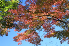 紅葉と青空②