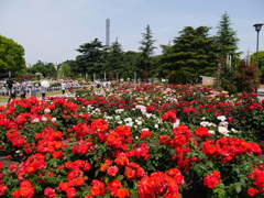 5月の薔薇園（’１７）