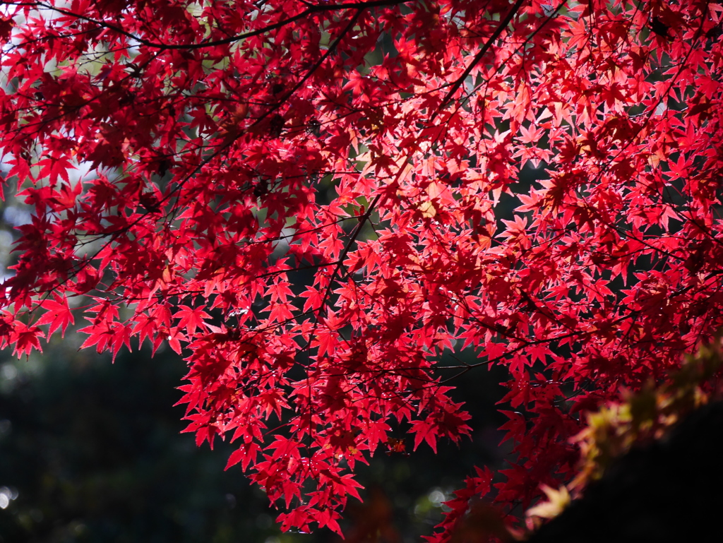 岩屋堂公園の紅葉'16 ③