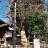 桜の標本木