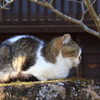 ポカポカ陽気で。。。③