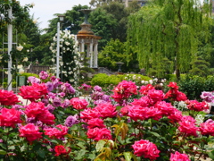 満開の薔薇園②