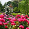 満開の薔薇園②