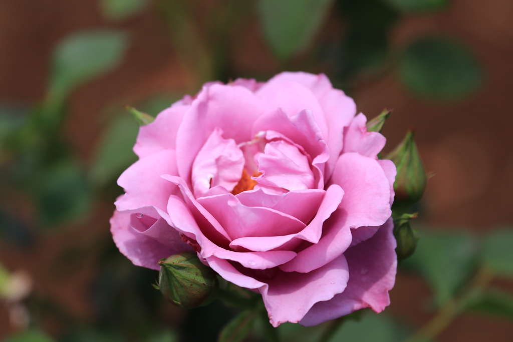 5月の薔薇園（’１９）