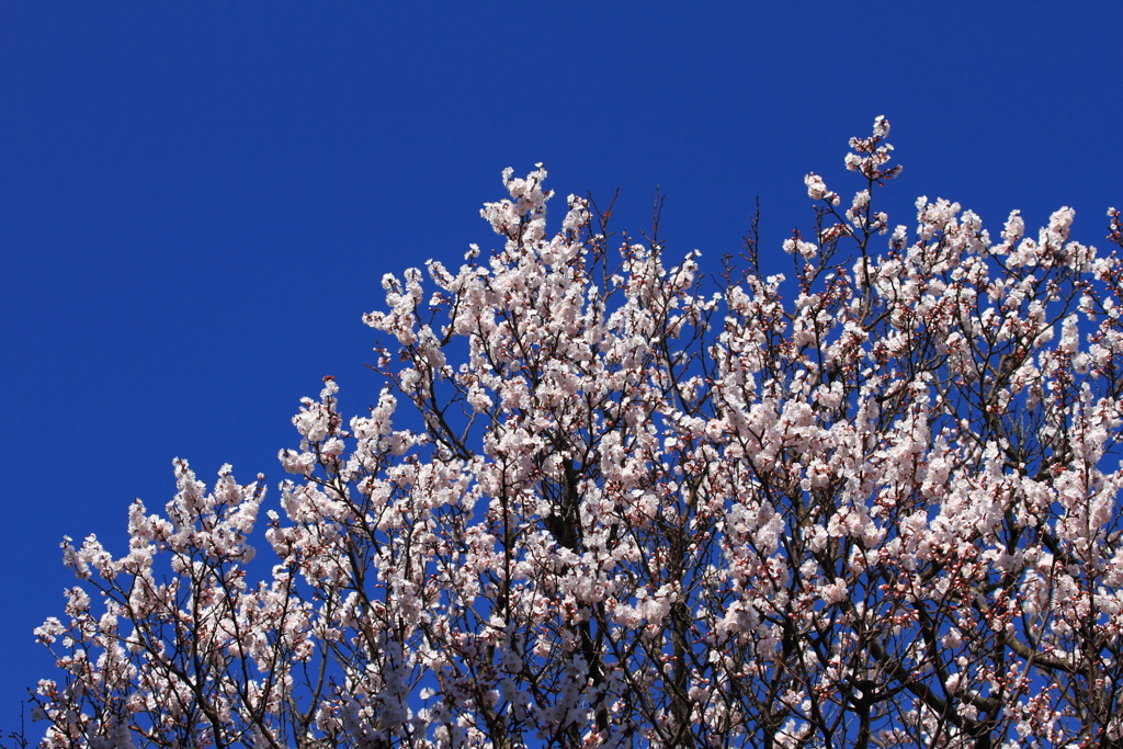 青空と桜