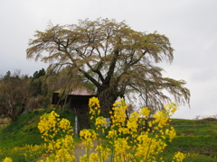 上石の不動”葉”桜