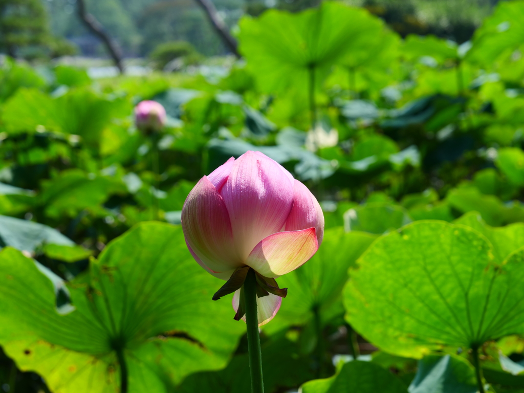 蓮の花