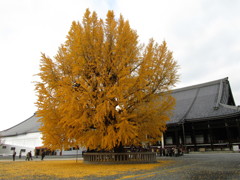 大銀杏