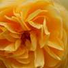 薔薇が咲き始めました