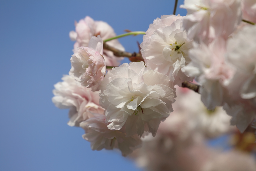 八重の桜