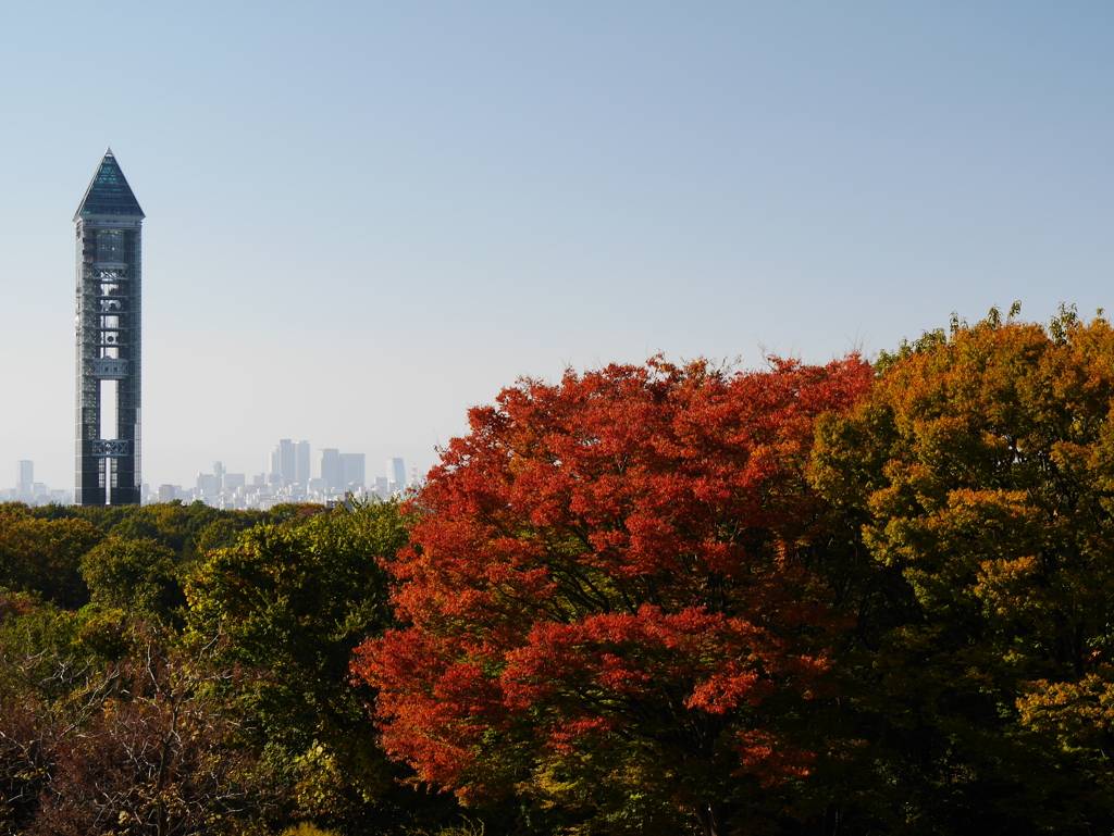 紅葉本番