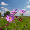 秋の青空とコスモス