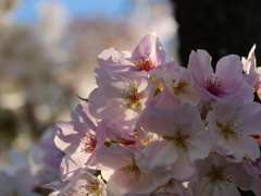 大島桜