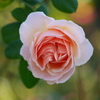 秋薔薇 '21