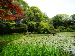 緑深まる平安神宮（’１９）