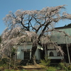 龍源院 枝垂れ桜
