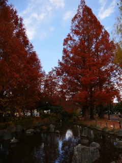 晩秋の公園