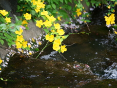 ヤマブキの咲く小川