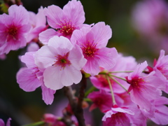 今シーズン最後の桜