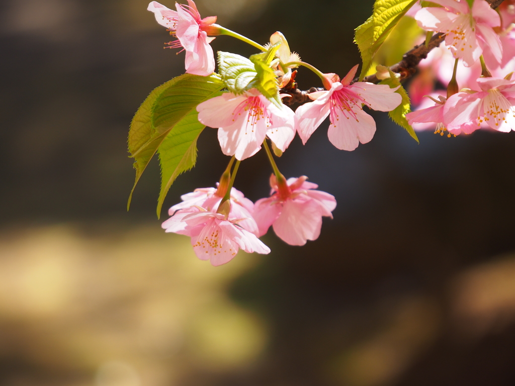 河津桜