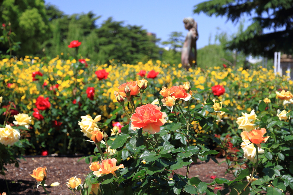 薔薇の季節