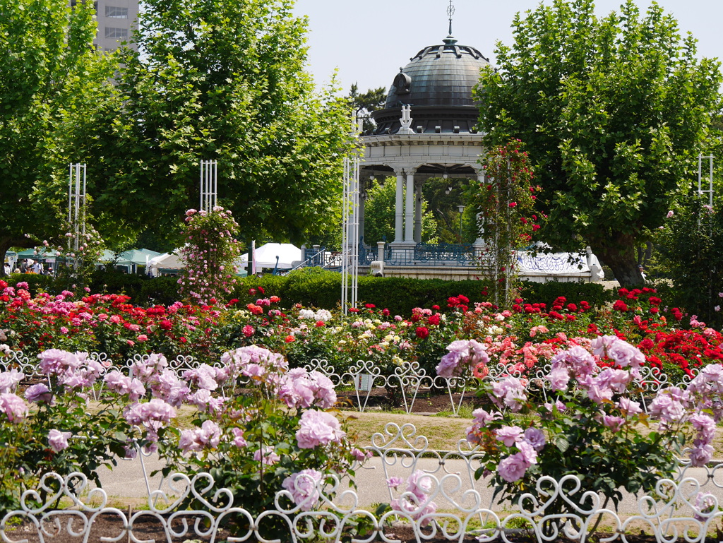 5月の薔薇園（’１７）