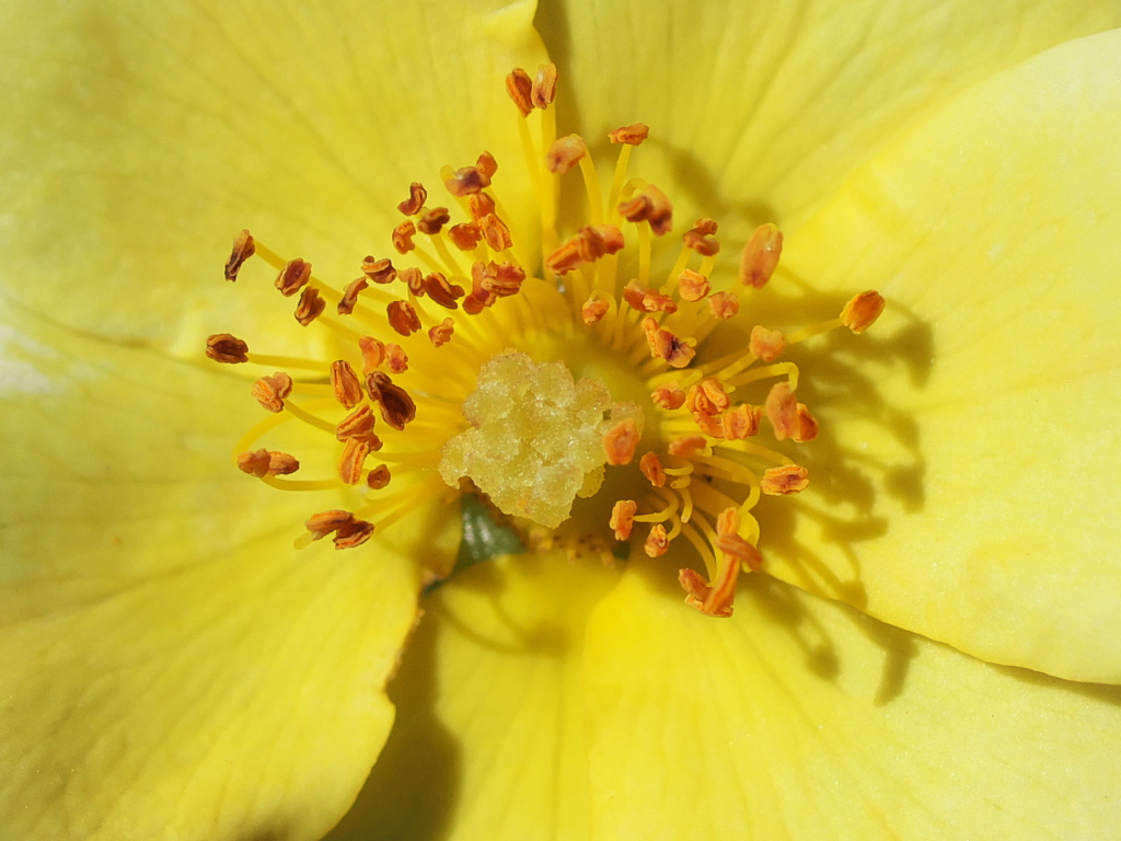 秋薔薇'18
