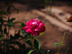 秋薔薇（紅鹿の子）