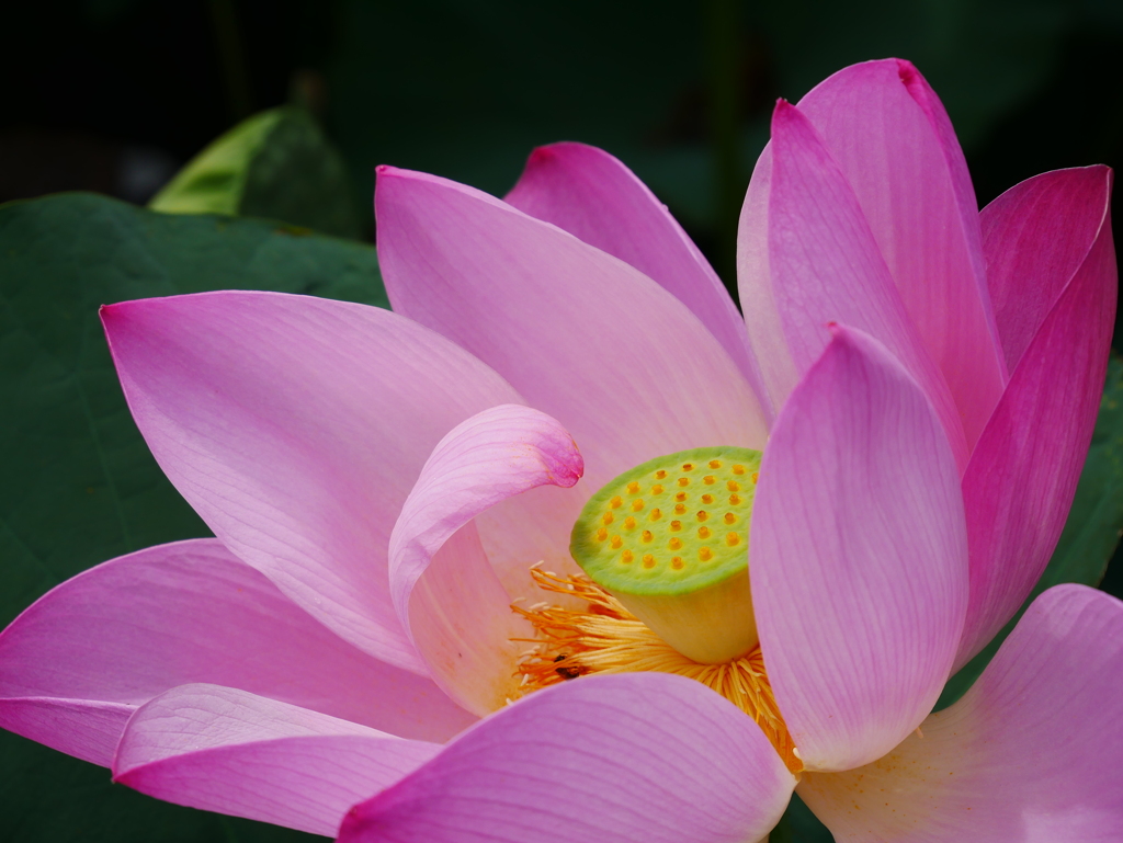 ハスの花